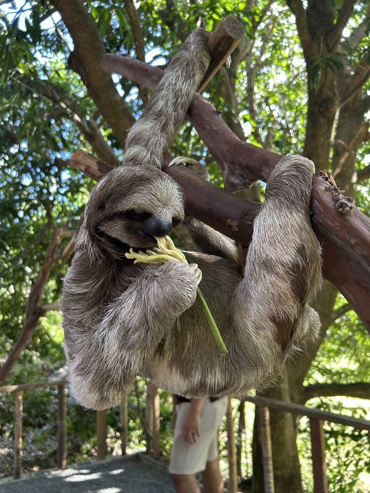 Paquete Sloth & Monkey Sanctuary Experience