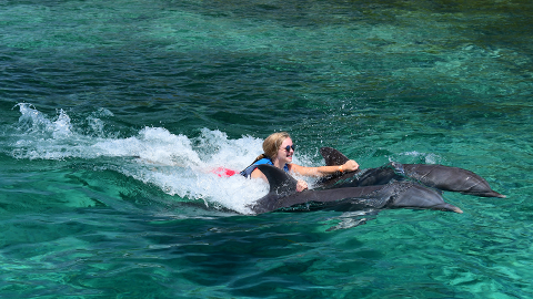 Paquete Dolphin Action Swim