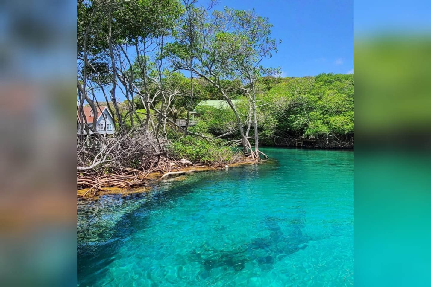 Paquete East End Adventure; Punta gorda & Mangroves tour
